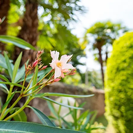 Casa Comparin لسا